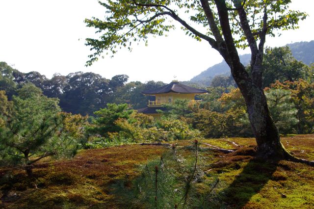 少し高台から。池が見えない山林の中にある金閣、ちょっと新鮮な構図？