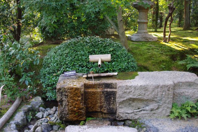 小さな水の流れと苔、涼しげな風景。