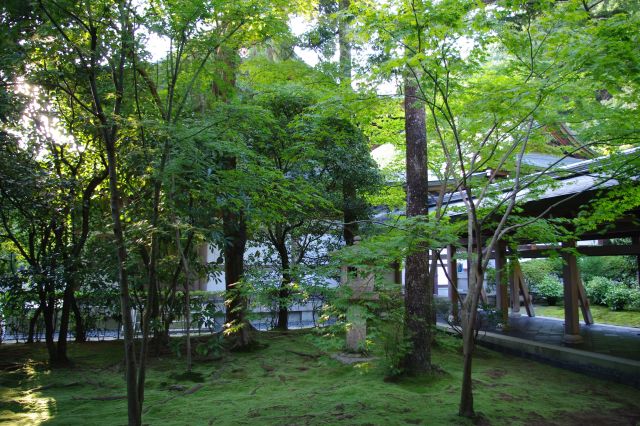 石庭から右に曲がると、緑いっぱいの庭。地面は苔が覆われ、木漏れ日が気持ちいい。この日はずっと長い距離を歩いてきたので、ここで足を伸ばして休憩。