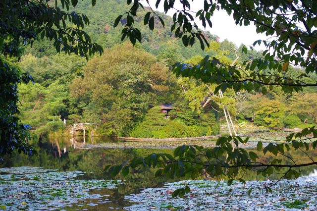 池の中央には丸い小さな島があり、橋が渡されている。