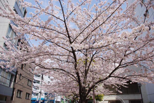 野毛の街中（ちぇるる野毛の裏通り側）にある大きな桜の木。