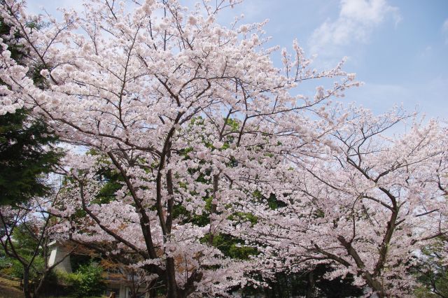 市立図書館近く、野毛山公園へ上っていく道の入り口の桜。