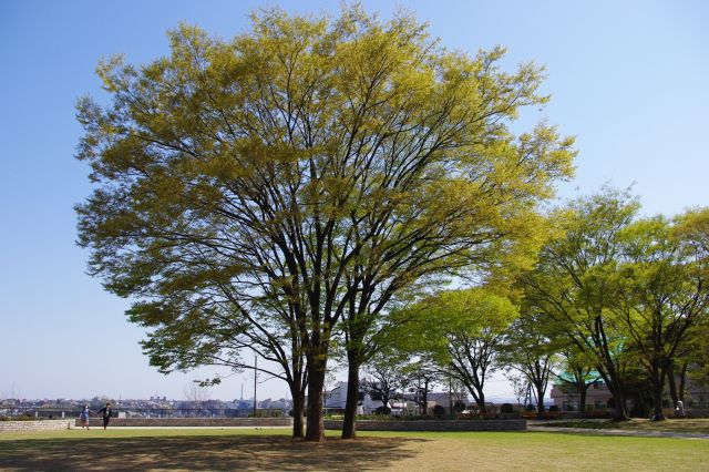 野毛山公園・野毛山動物園と桜の写真ページへ