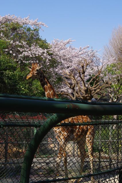 キリンはやっぱり背が高い！と実感しました。じっとこのポーズを保っていて、桜をバックにかっこいい立ち姿でした。