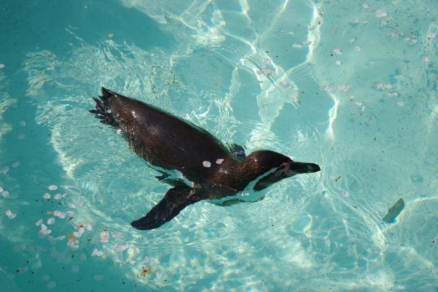 ペンギン。よちよち歩いて、プールに飛び込み、間近に泳いできました。プールには桜の花びらがたくさん。ペンギンの背中にも桜の花びらが！