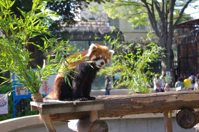 レッサーパンダ。丸太の上でだらだらのんびりくつろいでいる感じが癒されました。他にもライオン・チンパンジー・ラクダ・ダチョウ・ワニ等100種類以上がいて楽しめました。