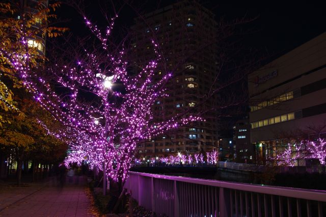 川沿いの歩道にずっと桜色の光が続いている。でも近づくと意外にひっそりとした感じ。