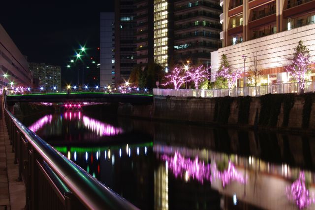 水面にも桜色がきれいに反射し、風景の明るさを増している。