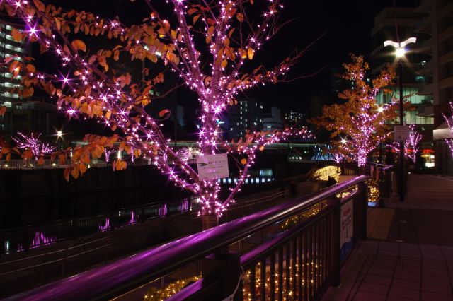 オレンジ色の葉と桜色の光。手すりにきれいに反射している。