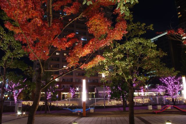 一部紅葉していました。紅葉と桜のコラボ。