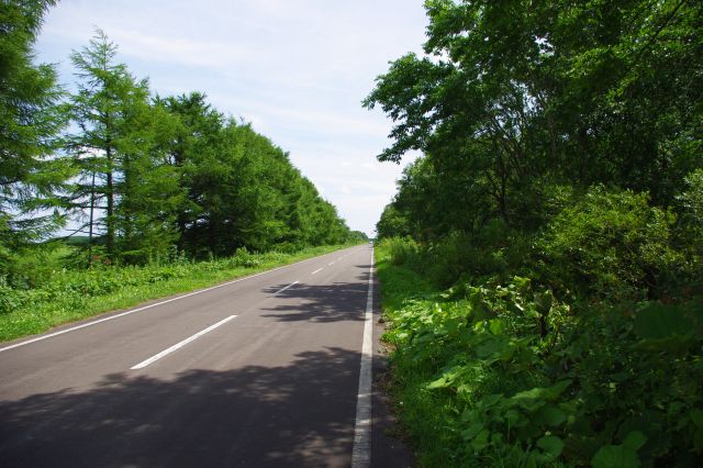 標津町の根室海峡沿いの市街地より内陸側は、延々と畑・林が続く道です。