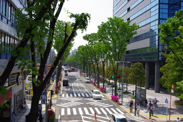 歩道橋から西側を眺めると、高さのある緑の木が道沿いに連なっていた。