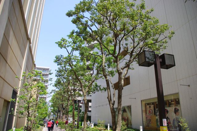 デパート群の横道に入っても並木が続いていて気持ちの良い歩道。