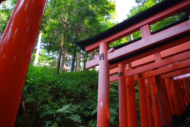 階段を囲う朱色の鳥居と自然の緑。鳥居は陽を遮りますが暑い中階段を登り続けるのは辛いです…。