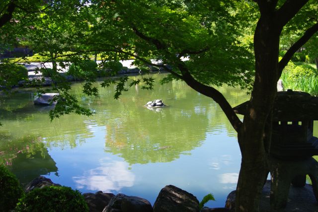 緑の紅葉が美しい。池の中の岩には亀が集まっていました。