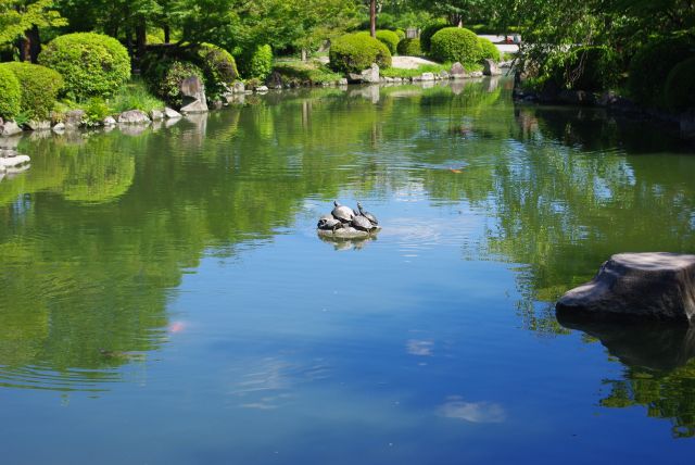 日光浴をしていると思われる亀達。水面も緑や空をきれいに反射しています。