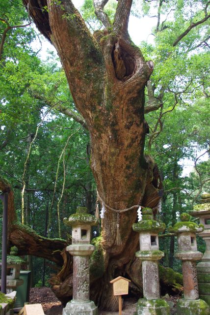 若宮大楠（わかみやのおおくす）は大きくて力強さを感じるご神木です。