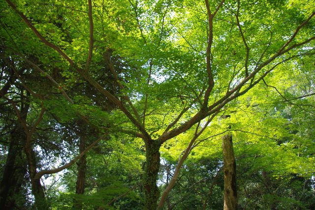 宝物殿のほうへと下っていきます。途中にある葉の小さな紅葉の木々。緑の紅葉もきれいです。