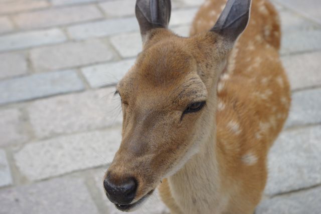 角がないメスの鹿。