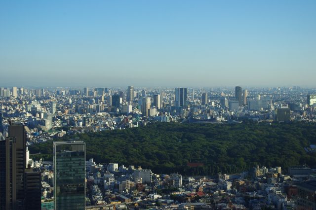 代々木公園は都心の中の広大な緑の領域ということが良くわかりました。