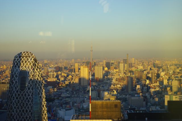 東側をズームすると東京スカイツリーが見えました！周囲は夕陽を浴びつつも新宿のビル群の影が伸びています。