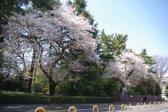 １本ずつは離れている桜の木だが、１つ１つが大きな木。