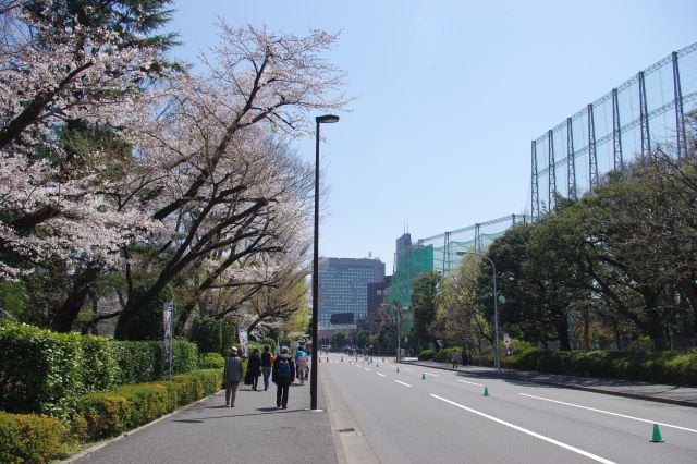 南側、走る人が多い場所。内側にはあまり密集していないものの桜の木がある。神宮第二球場では大学野球の大声援。