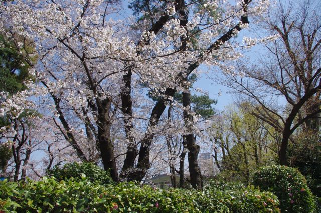 都心とは思えない、自然のオアシスといった感じ。