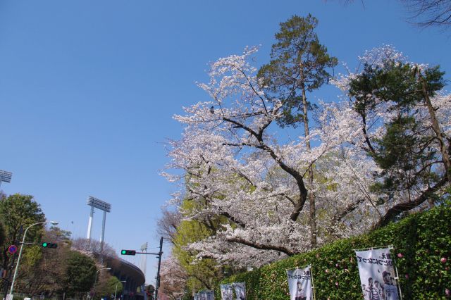 緑色も桜色を引き立てる。