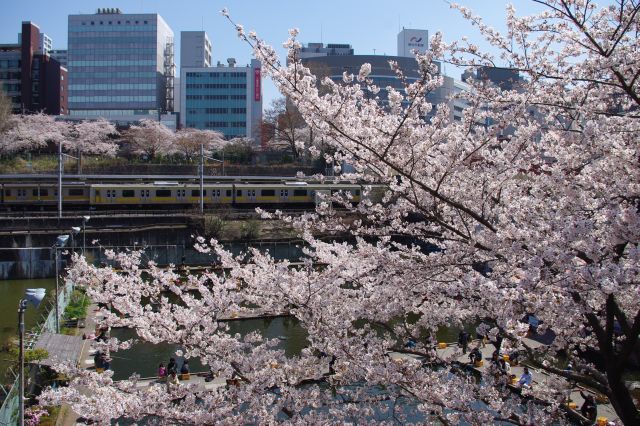 駅と釣堀と桜。