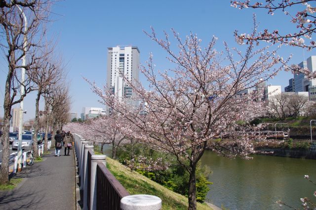 通り沿いに長い距離続く。歩く人、撮影する人も多い。