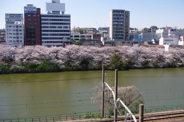 今度は土手の上側を歩いていきます。高さがあるため対岸の桜並木を幅広く見渡す事ができる。