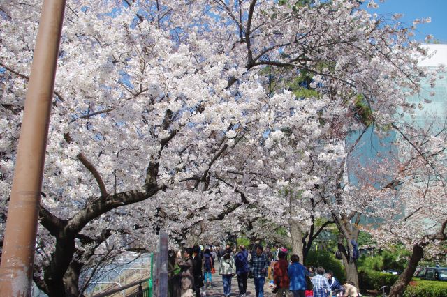 公園の歩道の様子。シートを広げて花見をする人でひしめきあっている。