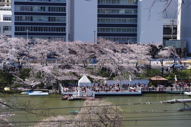 水面と桜と、すごく気持ち良さそうな場所。