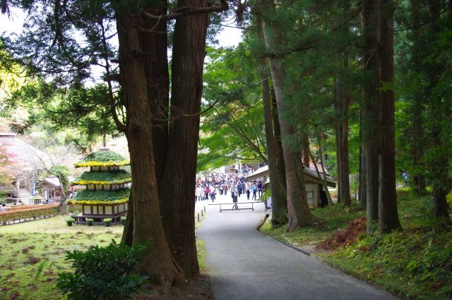 境内には高い杉の木々が林立し、歴史にふさわしい雰囲気を出しています。