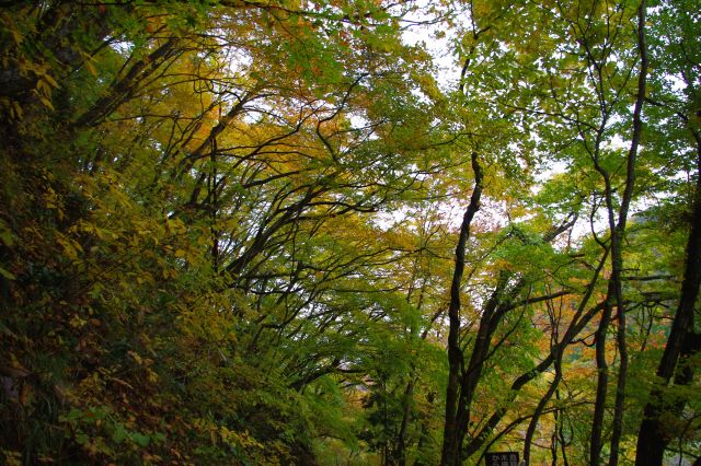 自然豊かな木々のアーチの中の歩道を進んでいきます。