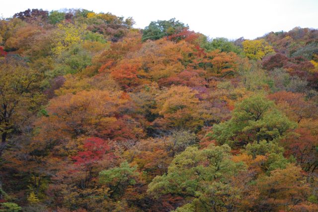 対岸の鮮やかな紅葉。