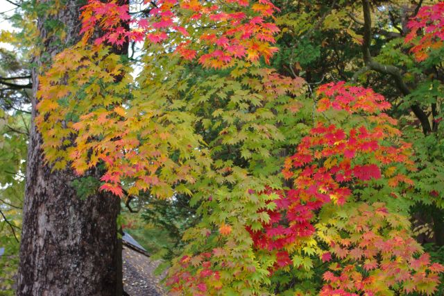 赤い色付きが部分的に強く鮮やかな紅葉。