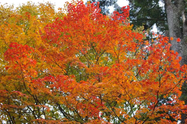 鮮やかな紅葉をズーム。