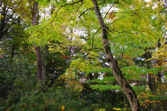 広い庭にも高い木がたくさん茂っています。