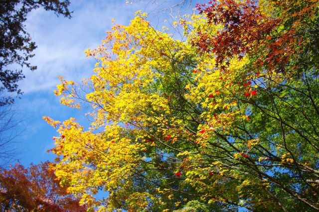 黄色が鮮やかな紅葉。色のバランスの組み合わせが場所によって様々で見飽きない。