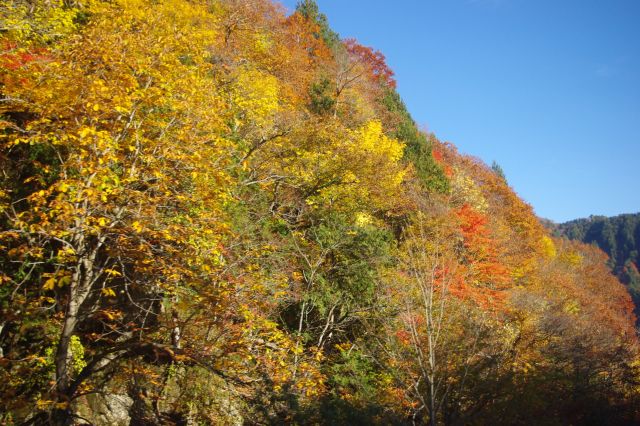 天気も良いので色付きが強い紅葉が映えて本当に美しい。