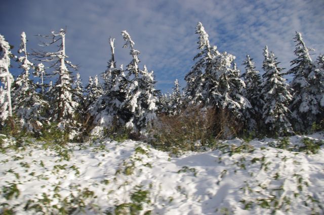 雪の量が段々増え、樹氷群が見えてきます。