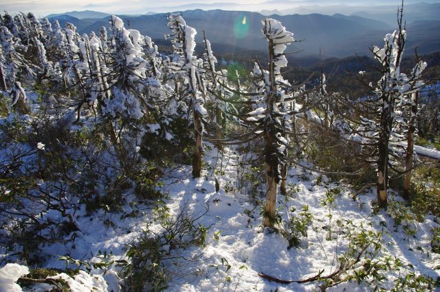 陽の光を浴びる樹氷群雪は秋田側から吹きつけられた形をしています。