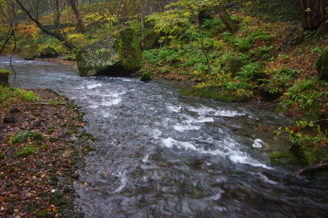 苔の生えた大きな岩がたまに流れの中に現れる。