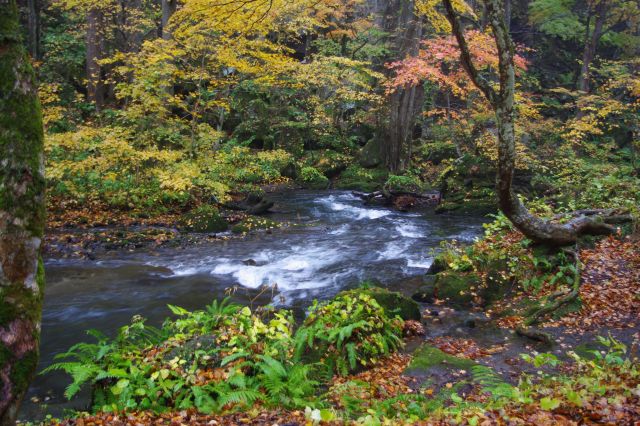 大きく曲がった木、枯れ木、倒木などもある自然の渓流の風景。