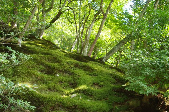 斜面に生える苔も美しい。