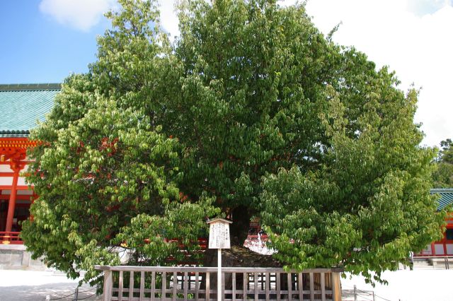 右側には左近の桜。こちらの方が大きい。