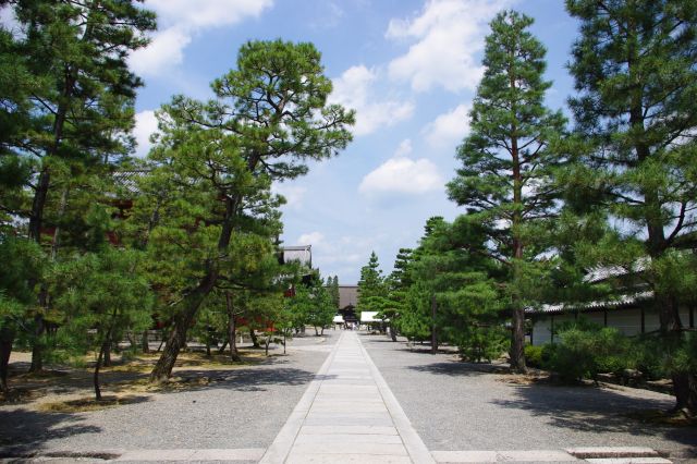 静かな境内。松の木に囲まれた、大方丈（おおほうじょう）に向かう参道。