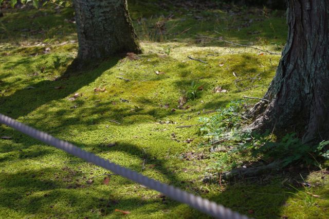 通り沿いの木々の下の苔がきれいでした。